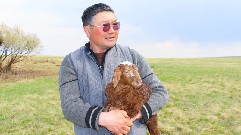 Уыз бен сүтке тойып өскен төл тез аяқтанады – бақташы