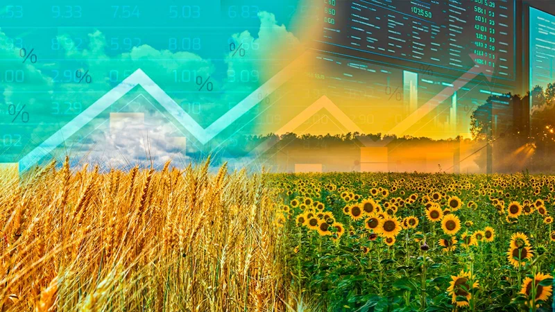 Диверсификация посевов: чем заменят пшеницу, рис и холопок