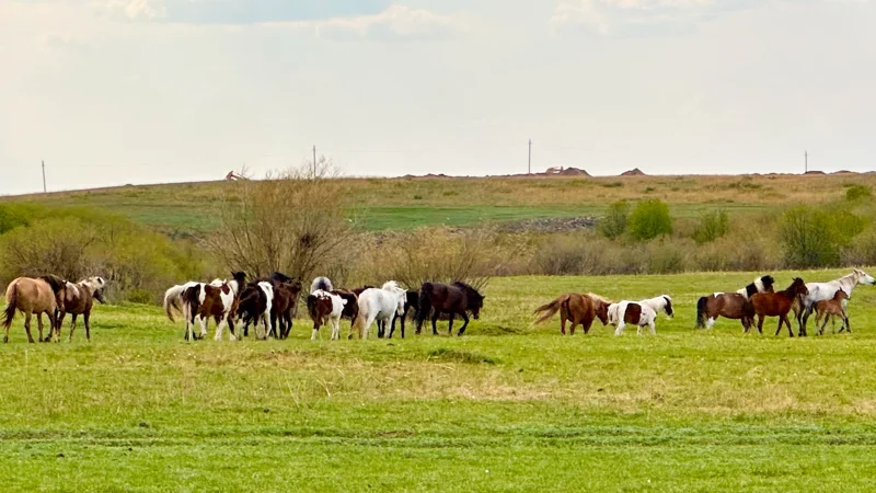 сиыр, жылқы