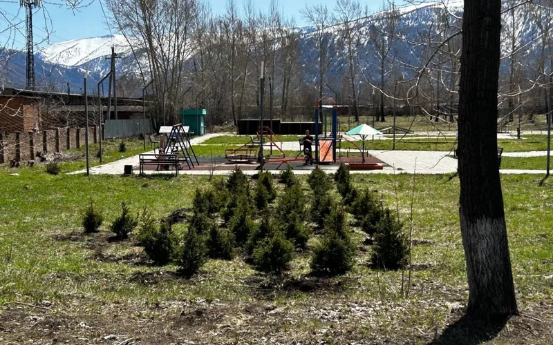 Восточный Казахстан озеленяют: тысячи деревьев, молодежь и субботники