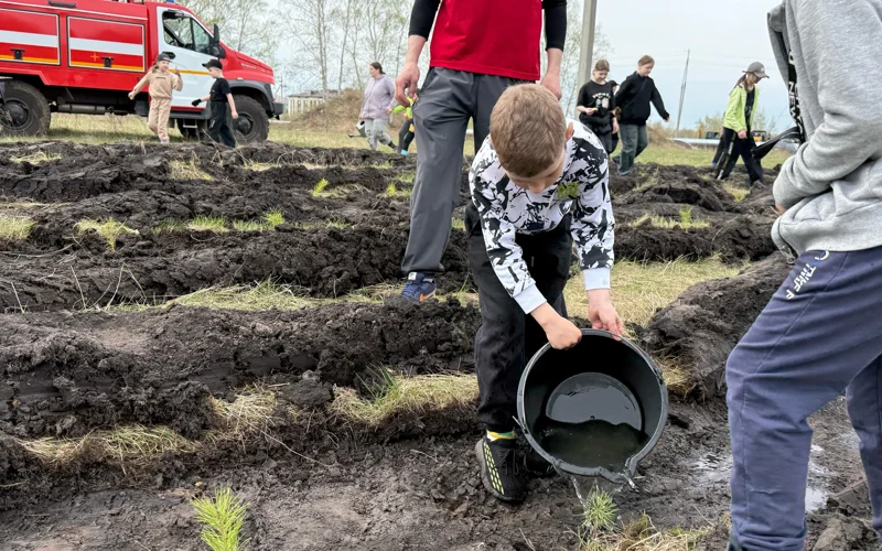 15 тысяч сеянцев сосны высадили на окраине Петропавловска