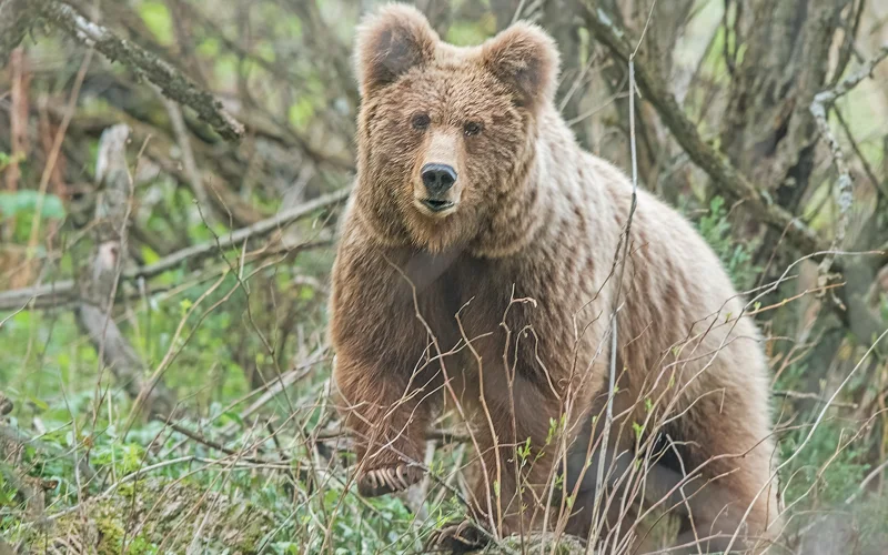 тяньшанский бурый медведь