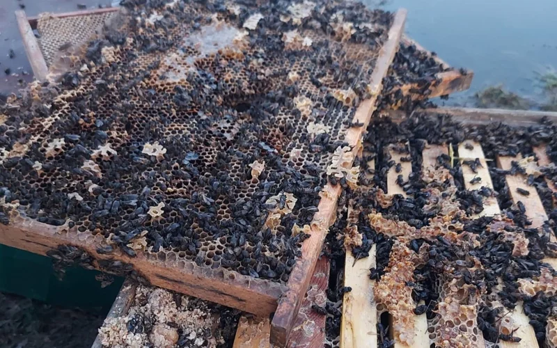 Пчеловод смог отсудить компенсацию за уничтоженную пасеку в Павлодарской области