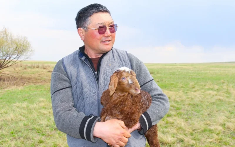 скот, окот, животные, коровы, лошади, овцы 