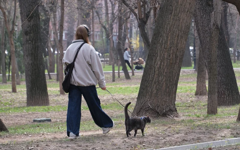 кошка животные