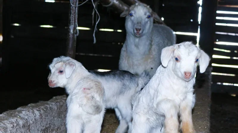 скот, окот, животные, коровы, лошади, овцы 