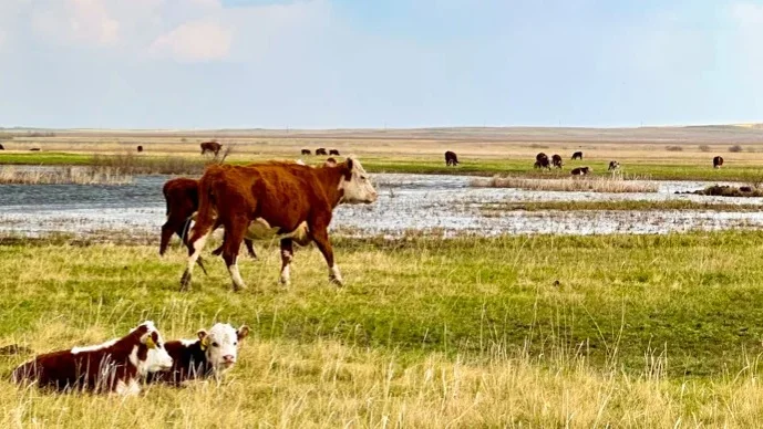 скот, окот, животные, коровы, лошади, овцы 