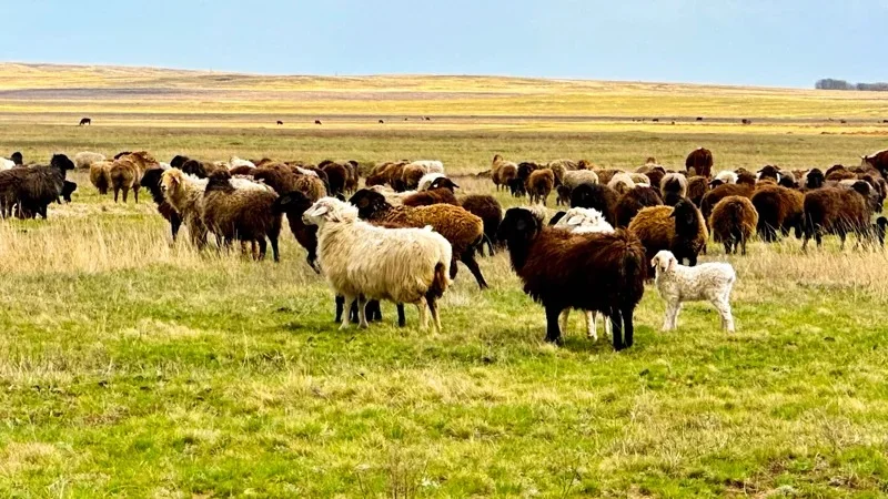 скот, окот, животные, коровы, лошади, овцы 