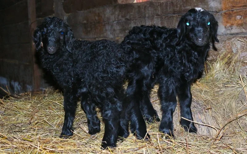 скот, окот, животные, коровы, лошади, овцы 