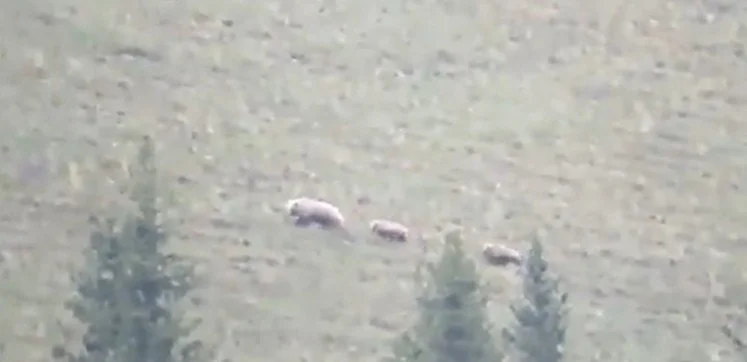 медведь с медвежатами на Кольсайских озерах