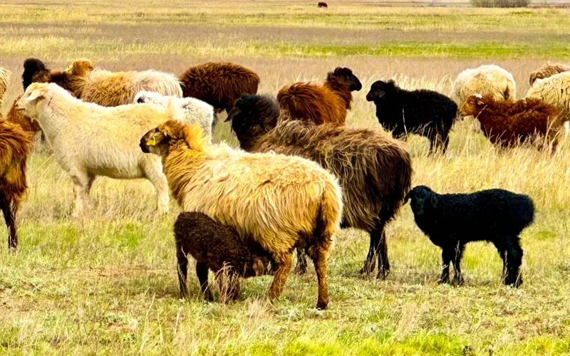 скот, окот, животные, коровы, лошади, овцы 