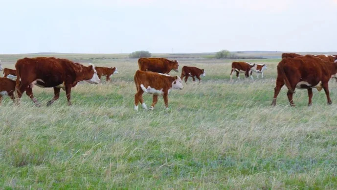 скот, окот, животные, коровы, лошади, овцы 