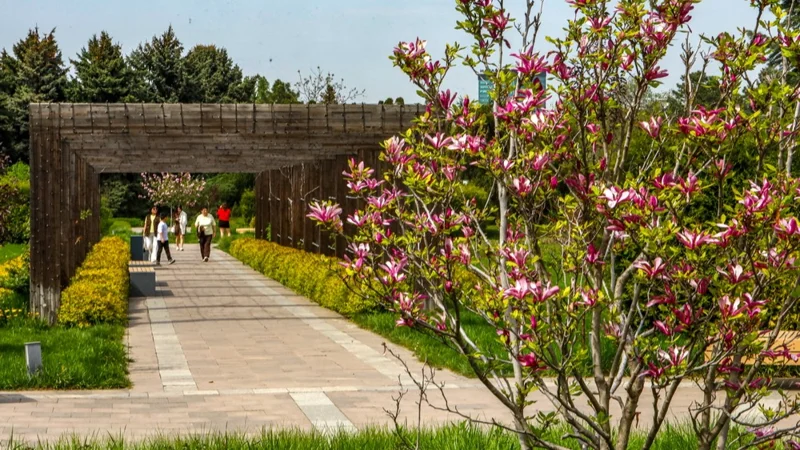 лето, погода, природа, цветы, тюльпаны, ботанический сад, парк