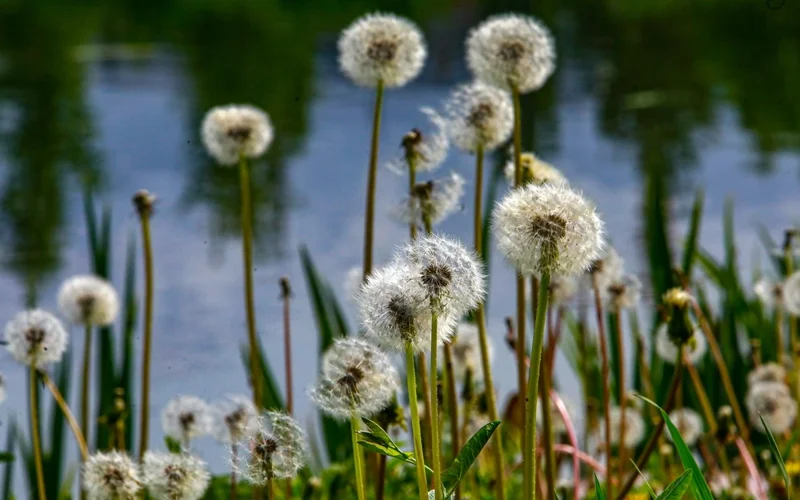 лето, погода, природа, цветы, тюльпаны, ботанический сад, парк