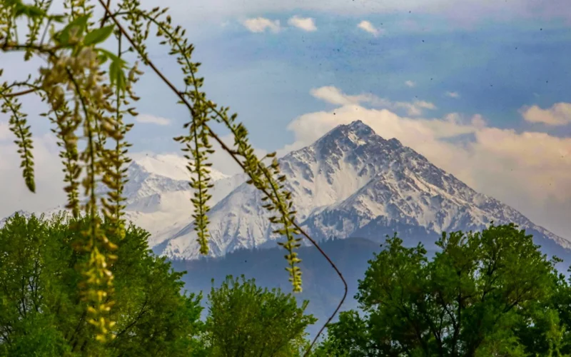 лето, погода, природа, цветы, тюльпаны, ботанический сад, парк