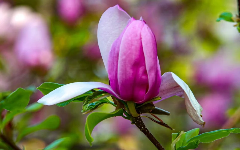 лето, погода, природа, цветы, тюльпаны, ботанический сад, парк