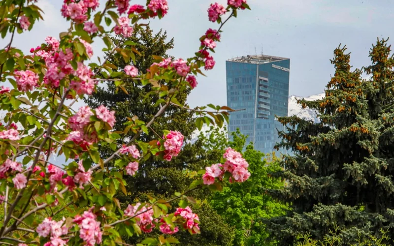 лето, погода, природа, цветы, тюльпаны, ботанический сад, парк