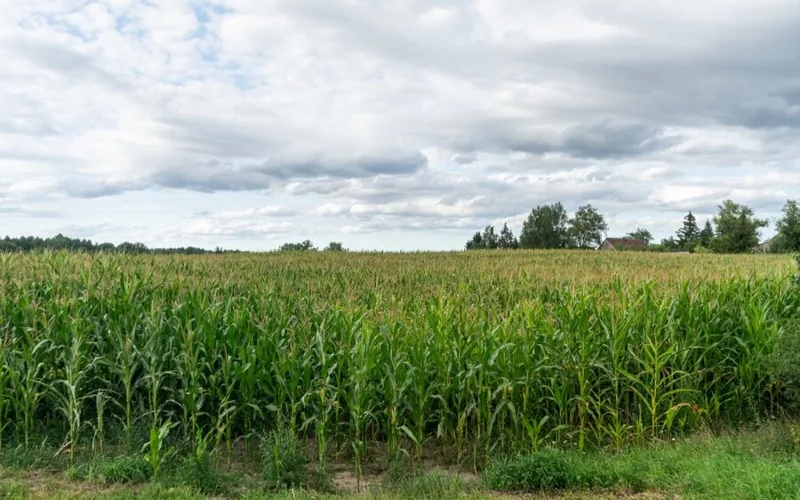 В Карагандинской области увеличат площади кормовых и масличных культур