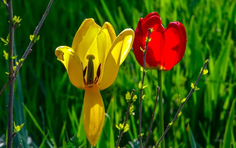 лето, погода, природа, цветы, тюльпаны, ботанический сад, парк