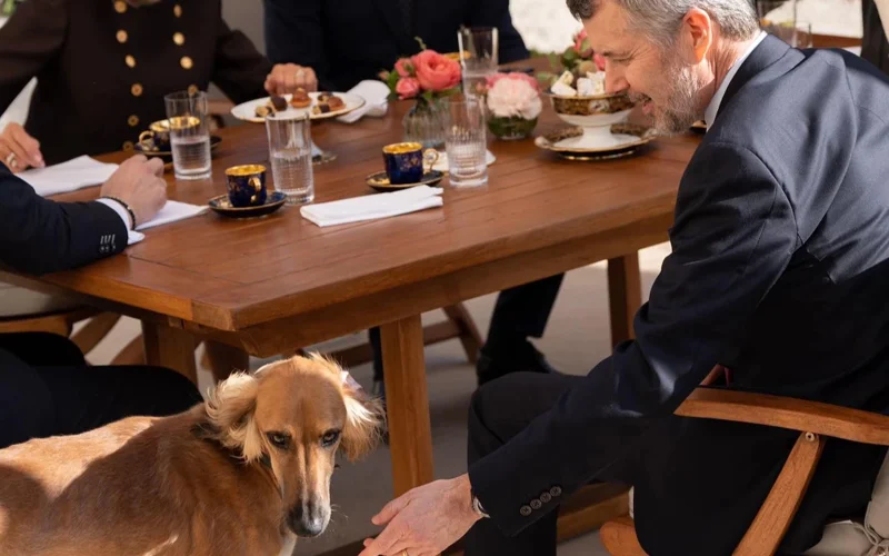 На приеме в Елисейском дворце участвовали собаки Макрона породы «тазы»