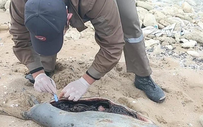 Kaspıı jaǵalaýynda 88 ıtbalyqtyń óleksesi tabyldy