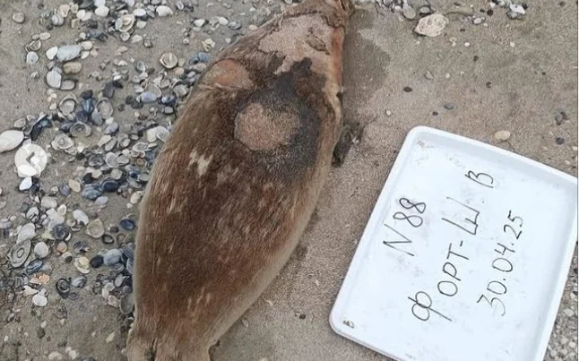 Почти 90 мертвых тюленей выбросило на побережье в Мангистауской области