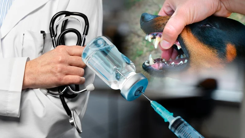 Кто компенсирует ущерб пострадавшему от укуса бродячей собаки в Казахстане