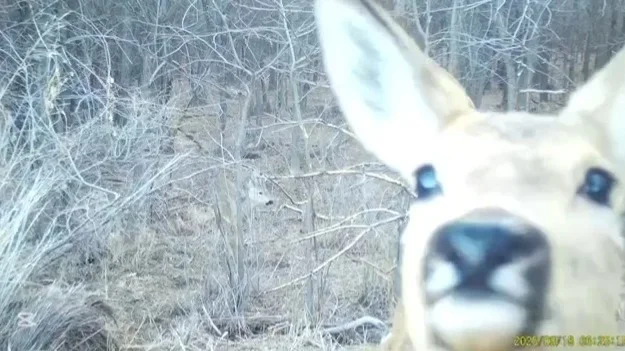 Roe deer caught on a trail camera at Kazakhstan’s Charyn National Park