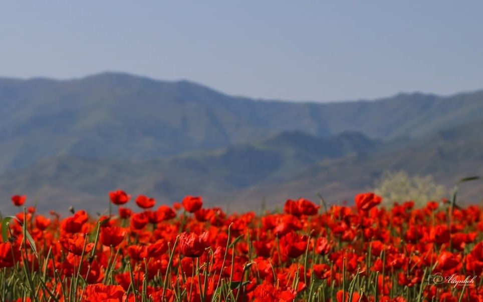 Қазақстанда қызғалдақ жұлғандарға 3 жылға дейін жаза қарастырылған