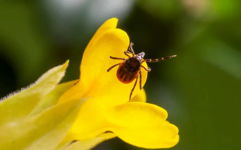 Tick bite cases spike in Kostanay region