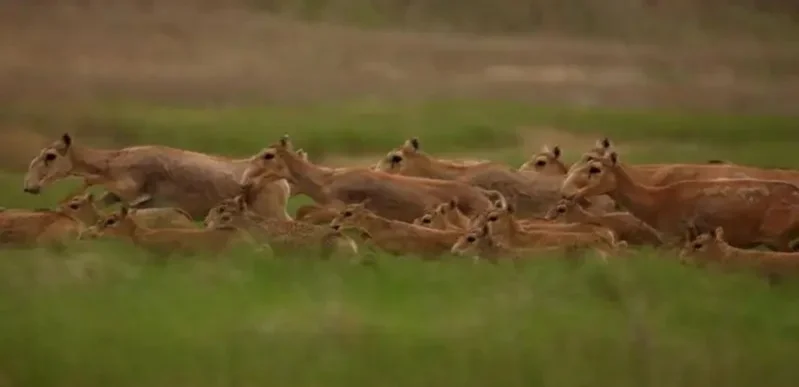 Saiga