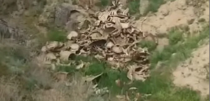 Jetisý oblysynda jol boıynda maldyń súıegi úıilip jatyr 