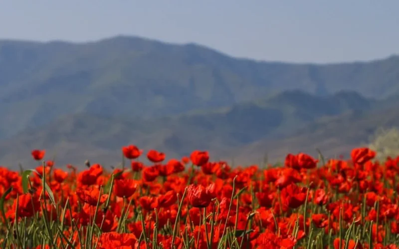 Жамбылские тюльпаны предложили включить в список наследия ЮНЕСКО