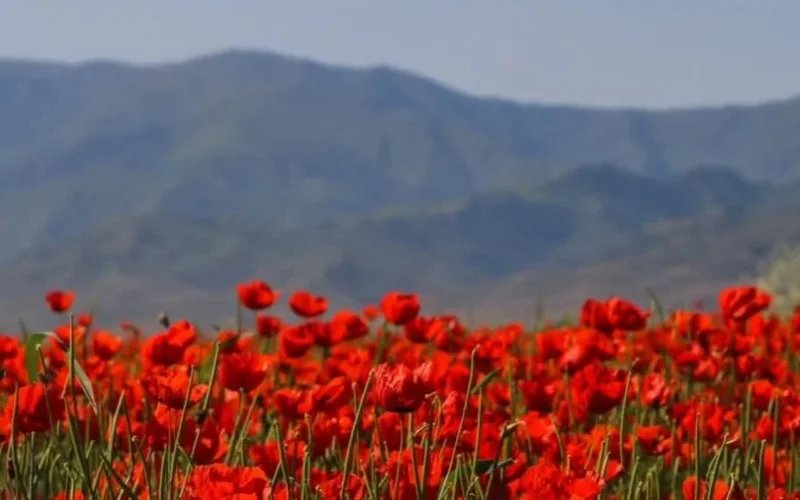 Tulips