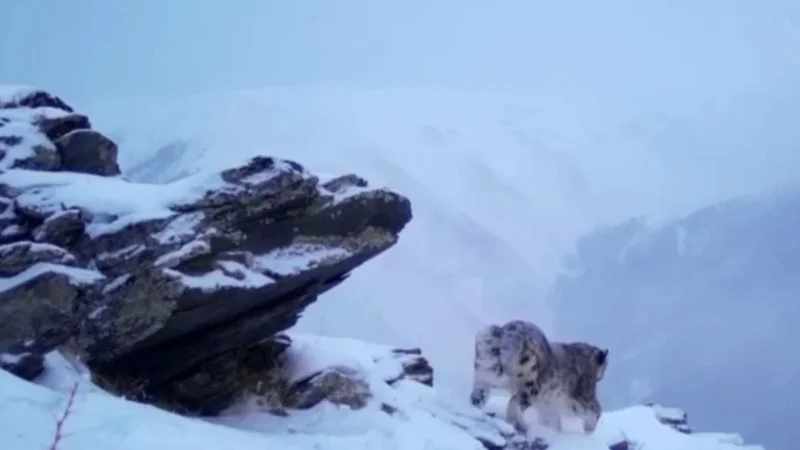 Snow leopard caught on tape in Kolsay Lakes National Park