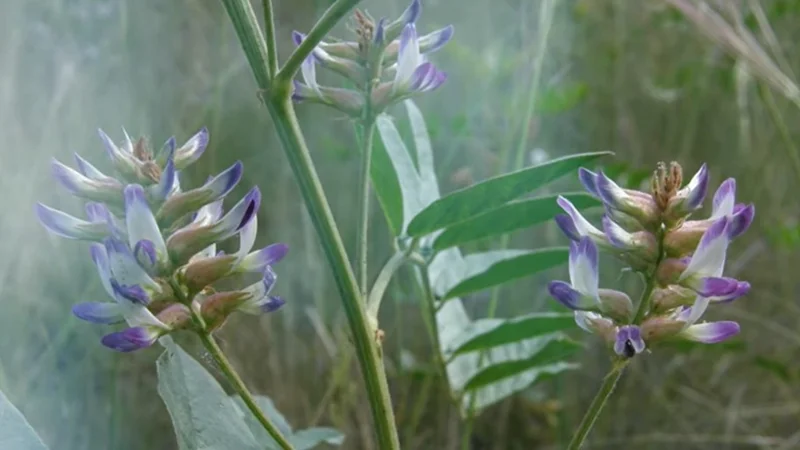 лакрица (солодка)