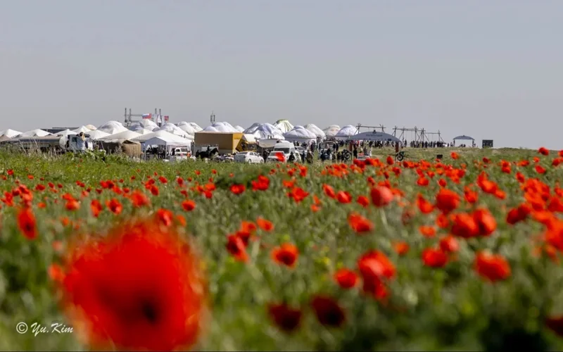 Zhambyl region hosts international tulip festival