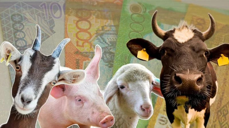 Қазақстанда мүйізді ірі қара және ұсақ мал бағасы қанша