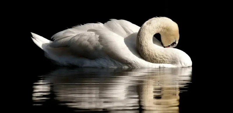 Injured whooper swan rehabilitated in E Kazakhstan