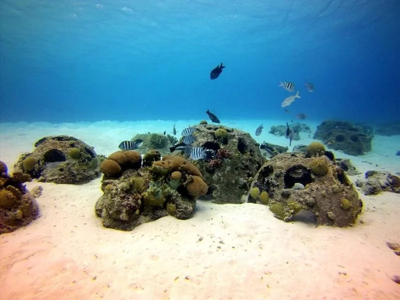 Environment Agency – Abu Dhabi launches 'Abu Dhabi Coral Gardens' initiative