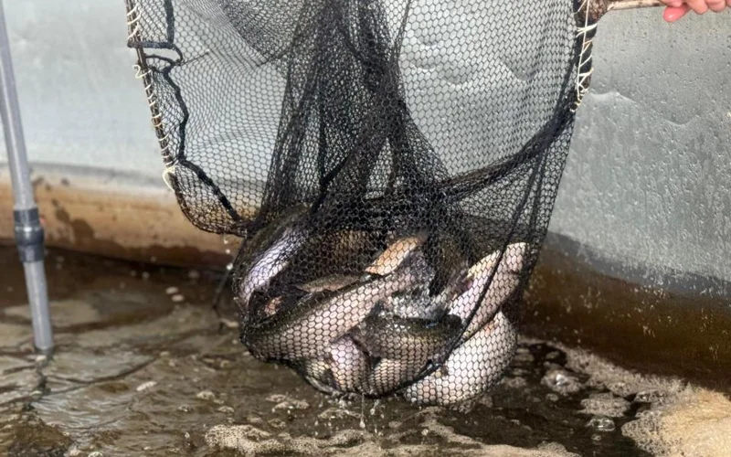 Елде өндірілетін балық өнімі әлемнің 21 еліне экспортталады 