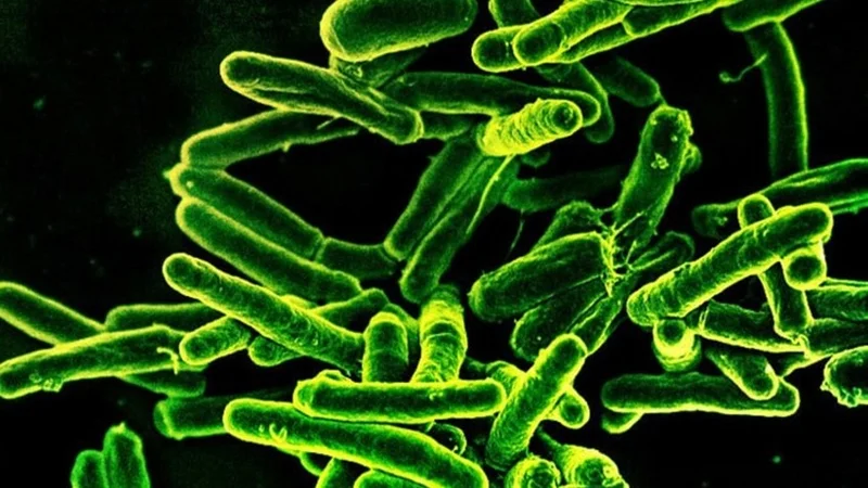 Ғалымдар туберкулезге қарсы күресте үлкен жетістікке жетті