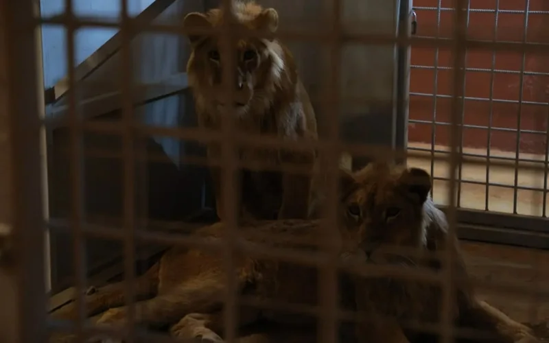 Незаконное содержание диких животных выявили в Узбекистане