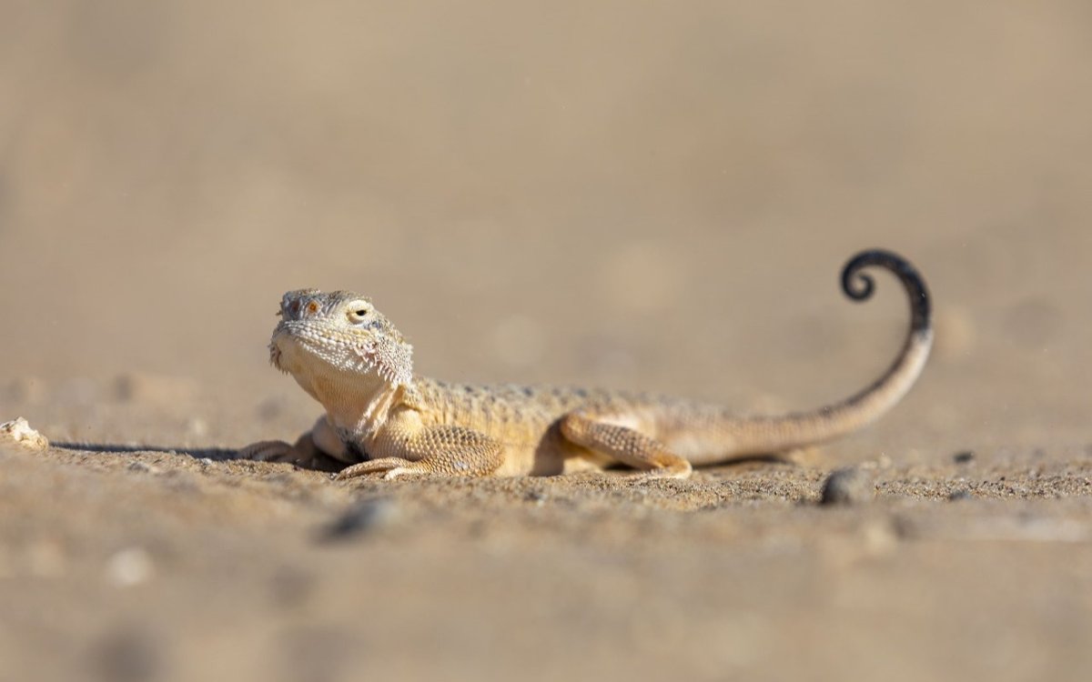 Кесірткелер мен жарқанаттар Берлиндегі тұрғын үй құрылысына кедергі келтіріп жатыр