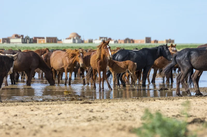 лошадь, скот