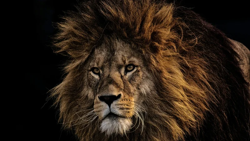 Өзбекстанда заңсыз арыстан асырағандар анықталды