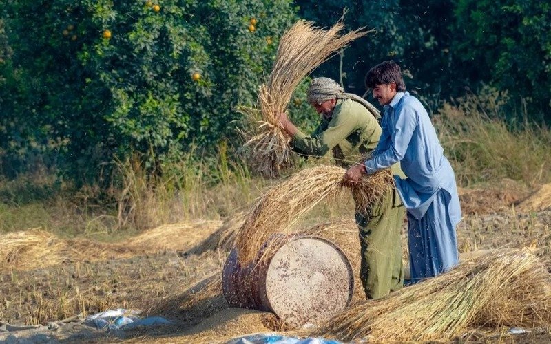 Pakistani population Pakistan, population, labor