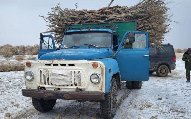 Қызылордада сексеуіл кескендер жазаға тартылды Қызылордада сексеуіл кескендер жазаға тартылды