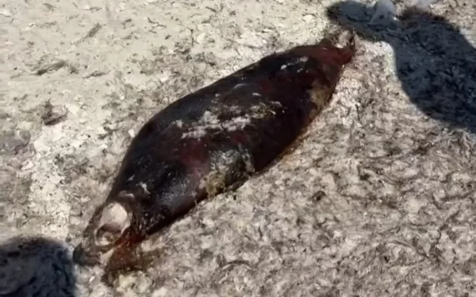 Маңғыстауда Ақшұқыр ауылы жағалауынан 70-ке жуық итбалықтың өлексесі табылды 