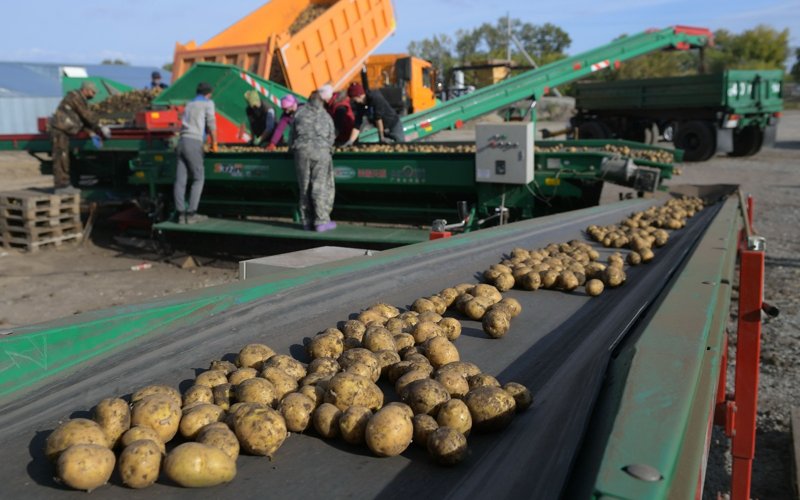 Отандық картоп өсірушілер неге сыртқа телміреді